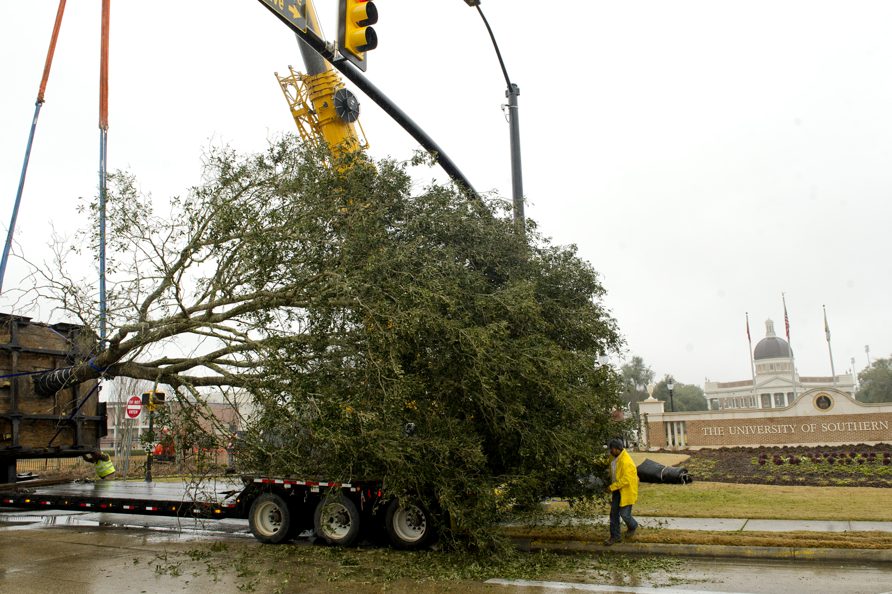Southern Miss Replaces Mature Live Oak Tree on Hattiesburg Campus The